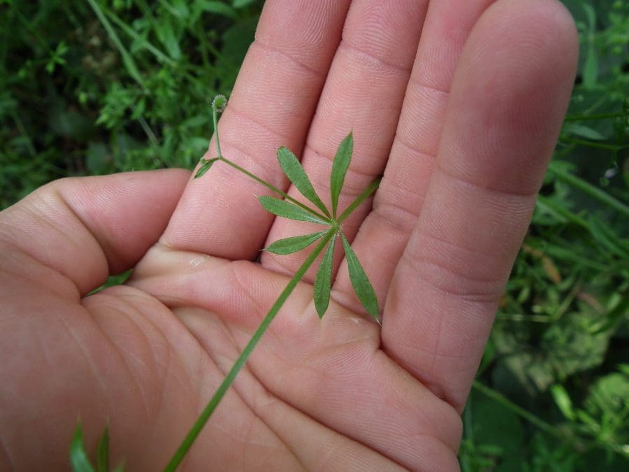 Cleavers (Gallium aparine) Identification