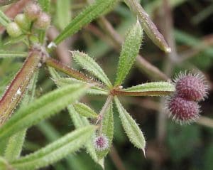 sticky weed up close with leaves and seeds