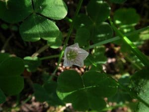 Wood Sorrel Oxalis Spp Identification Totally Wild Uk