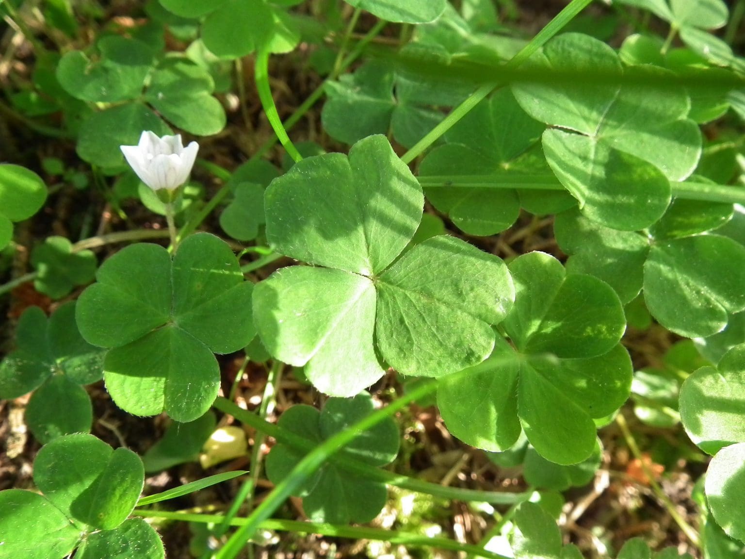 Wood Sorrel (Oxalis spp) Identification