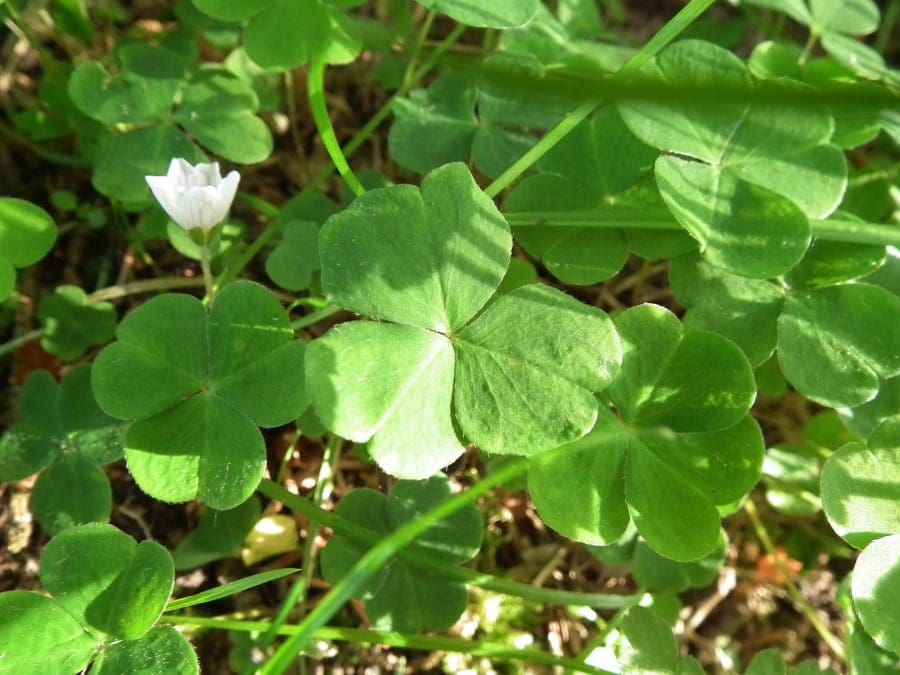 Wood Sorrel (Oxalis spp) Identification