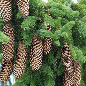 How to tell the difference between Douglas Fir, Spruce and Pine Trees