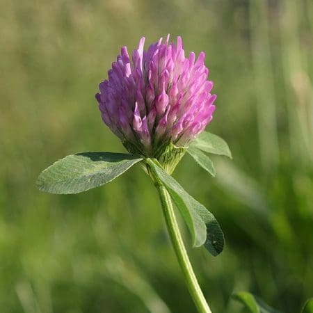 Ticket: Forage and Cook - Northampton 2022/03/06 - 2022/03/06