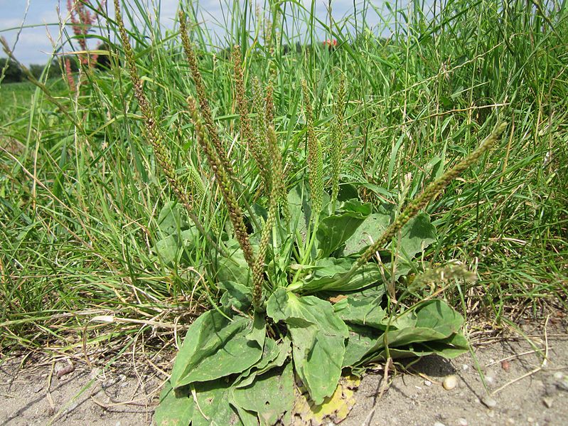 How To Identify Plantain Herb