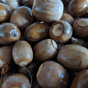 Acorn Flour Recipe