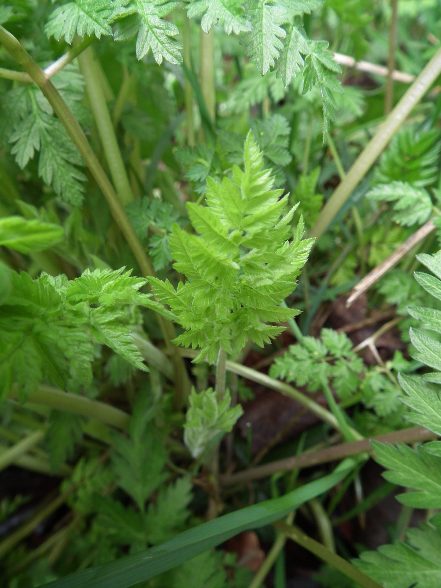 Cows Parsley (Anthriscus Sylvestris) Identification