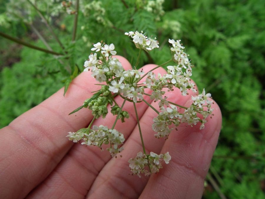 Cows Parsley or Poison Hemlock What's the difference?
