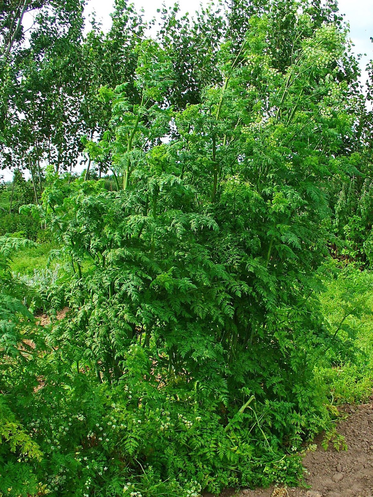 Poison Hemlock (Conium Maculatum) Identification
