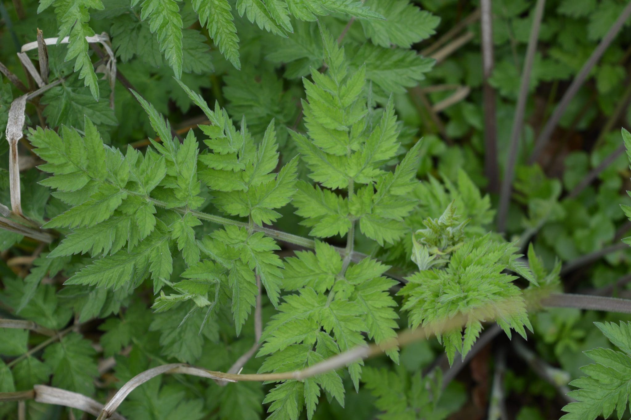 Stinging Nettles (Urtica Dioica) Identification