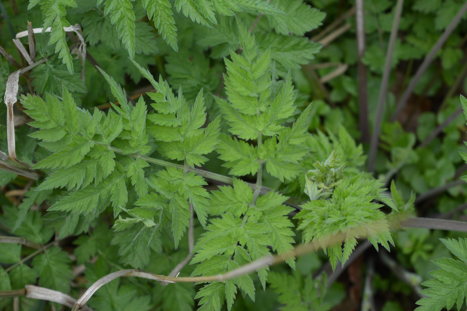Cows Parsley or Poison Hemlock What's the difference?