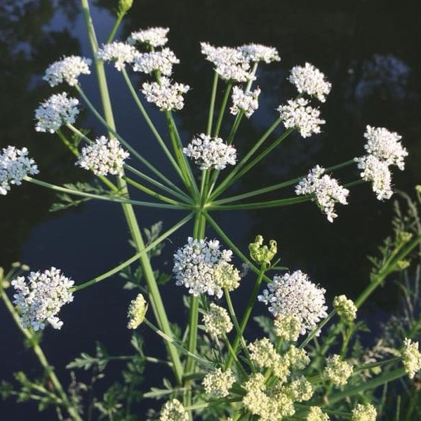 water hemlock identification