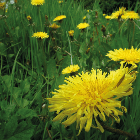 Dandelion Blossom Tempura Recipe