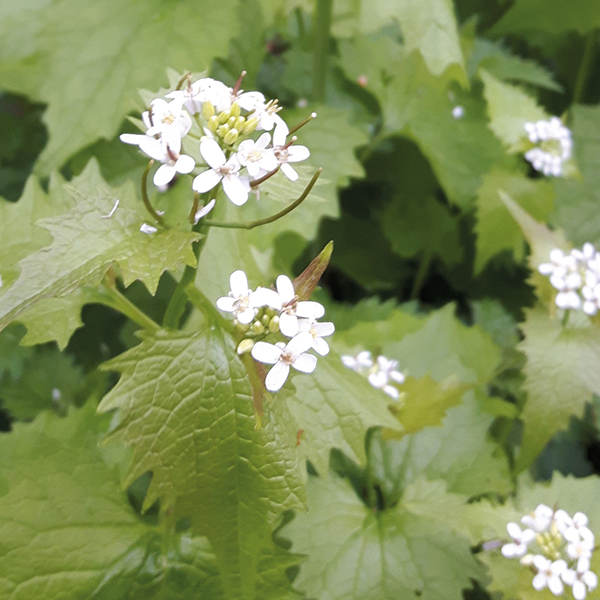 Garlic Mustard (Alliaria Petiolata) Identification