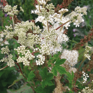 Foraging in July