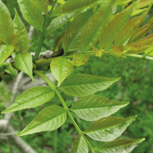 Ash (Fraxinus excelsior) Identification