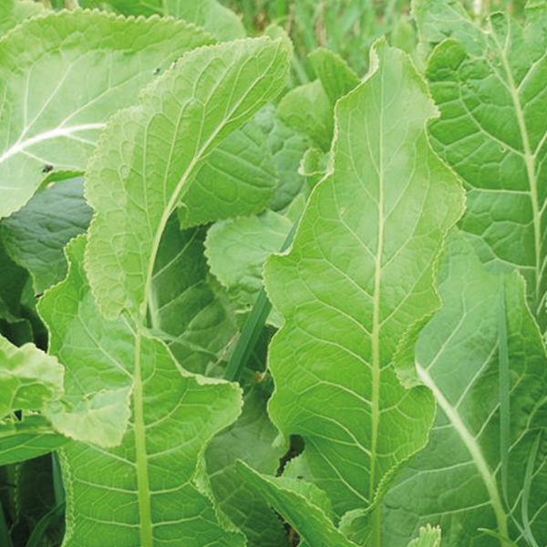 Picking Horseradish