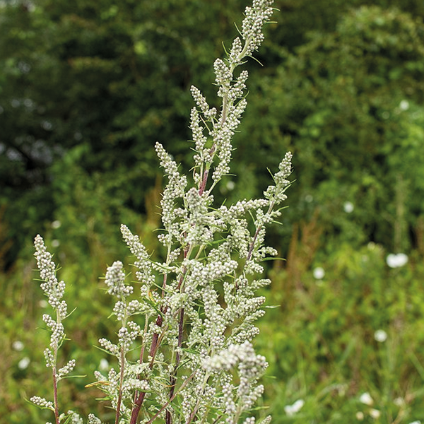 Mugwort Flower