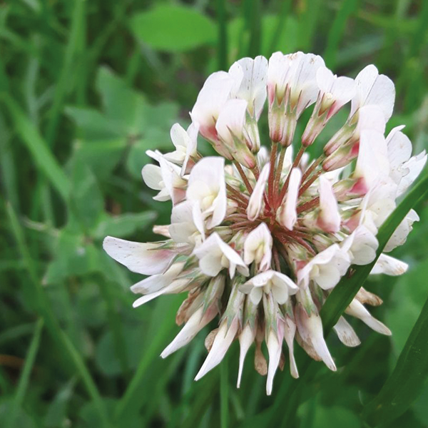 Clovers (Trifolium repens) Identification