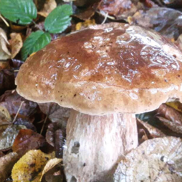 Porcini / penny bun / Cep (Boletus edulis) Foraging