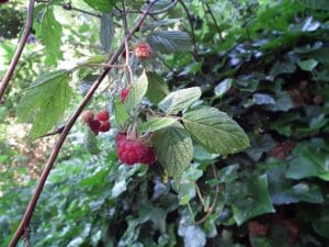 Raspberry plant with leaves and fruit