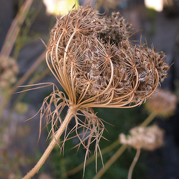 Image of Wild carrot seeds being dried