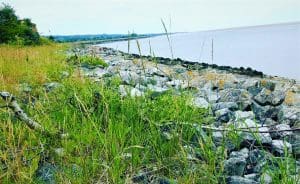Foraging at the Coast