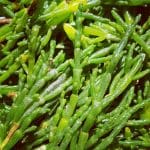 Marsh Samphire (100g) - Image 3