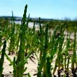 Marsh Samphire (100g) - Image 2
