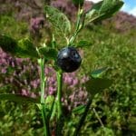 bilberry-berry-in-front-of-heather-e1518703713154.jpg