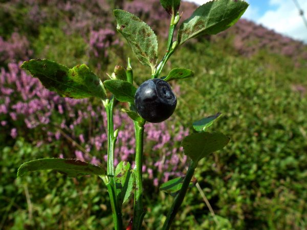 Bilberry deals