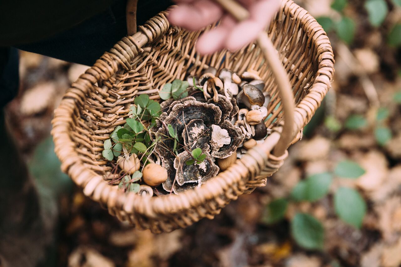 Foraging Courses