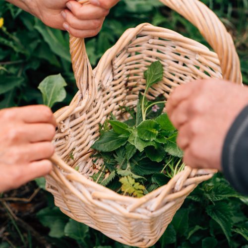 foraging-produce-in-basket-1.jpg foraging-produce-in-basket-1.jpg