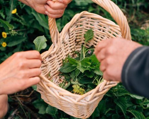 foraging-produce-in-basket-1.jpg foraging-produce-in-basket-1.jpg