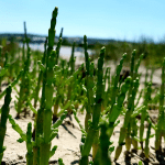 Marsh Samphire (100g)