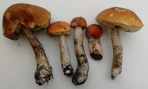 Orange Birch Bolete (Leccinum versipelle) -Identification