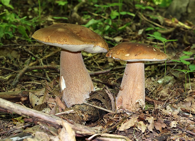 Summer Bolete (Boletus reticulatus) - Identification