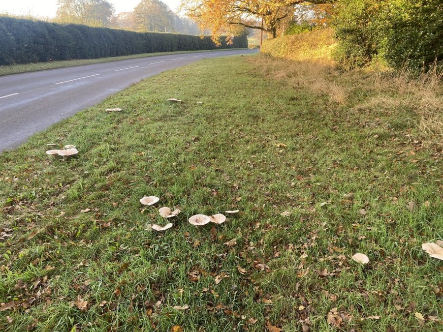 Identify Turkey Tails Mushroom Totally Wild UK