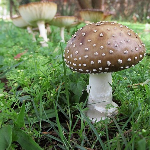 Panther Cap (Amanita Pantherina) Identification -