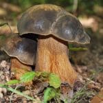 Bronze Bolete in ground