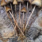 Psilocybin Semilanceata Magic Mushroom