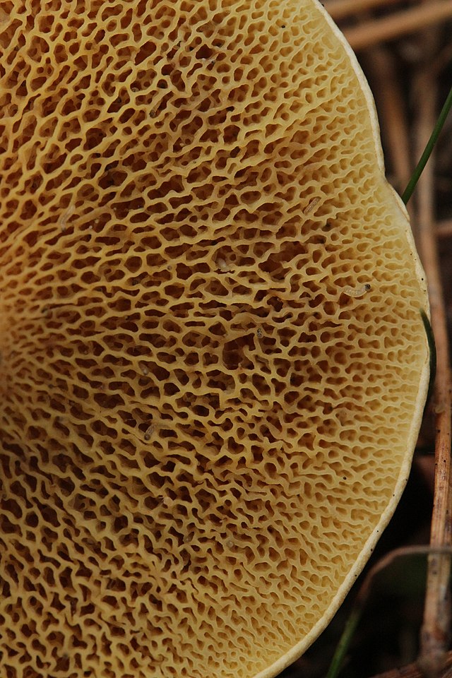 Bovine Bolete (Suillus Bovinus) Identification