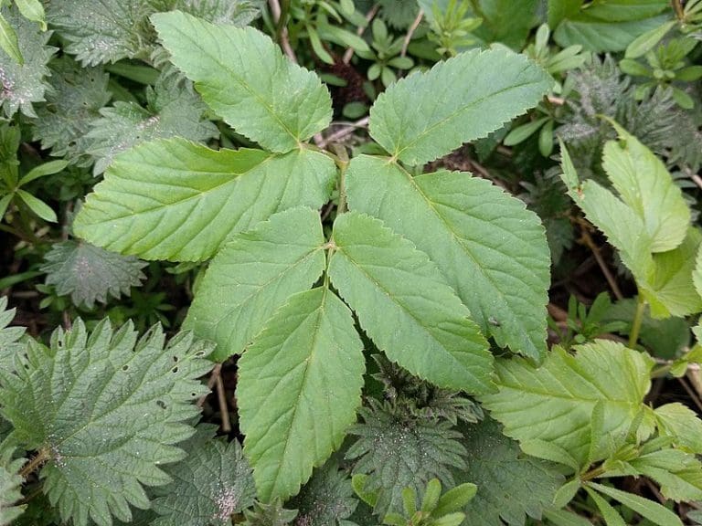 Ground Elder plant (Aegopodium podagraria) Identification