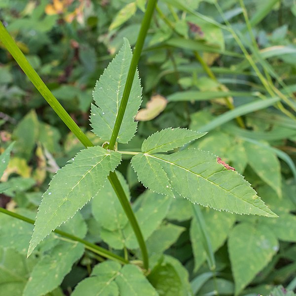Ground Elder plant (Aegopodium podagraria) Identification
