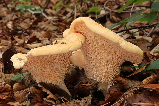 Hedgehog Mushroom (Hydnum Repandum) Identification