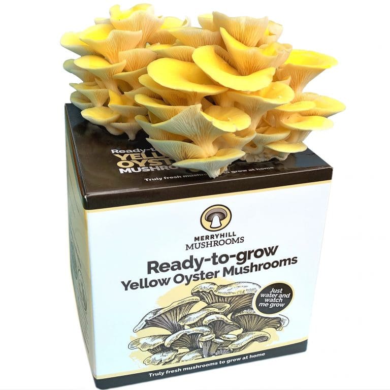 mushroom growing kit