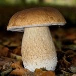 porcini close up on stem