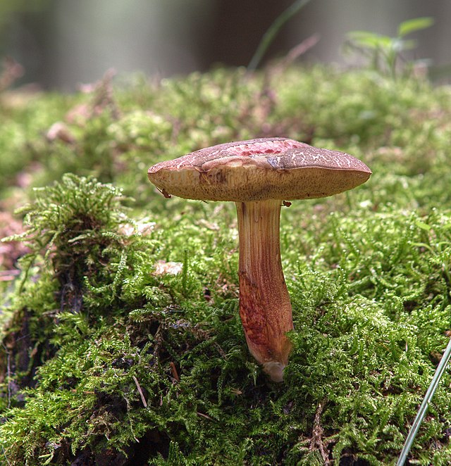 Red Cracked Bolete (Xerocomellus Chrysenteron) Identification