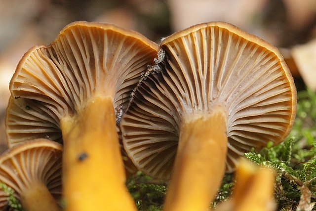 Winter Chanterelle Mushrooms (Craterellus Tubaeformis) Identification