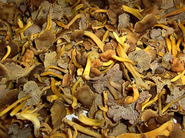 Winter Chanterelle Mushrooms (Craterellus Tubaeformis) Identification