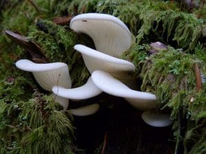 Angel Wings: Identification and Controversy - Mushroom Appreciation